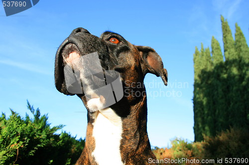 Image of Boxer Dog