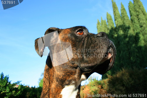 Image of Boxer Dog