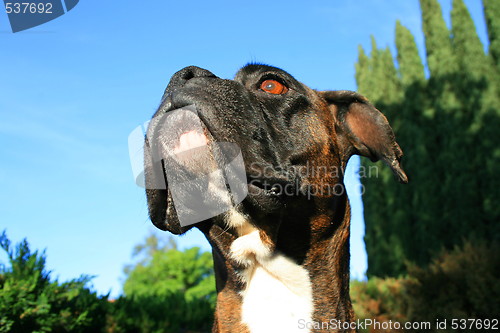 Image of Boxer Dog