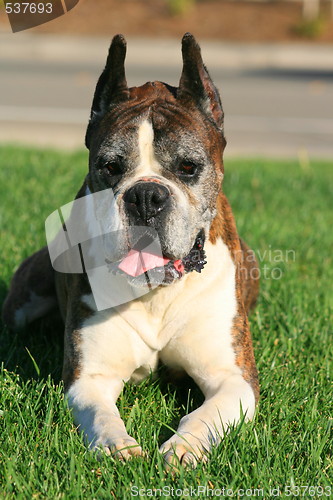 Image of Boxer Dog