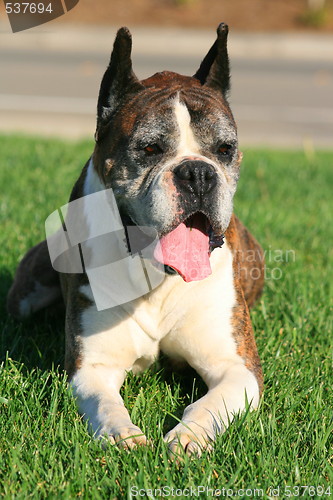 Image of Boxer Dog