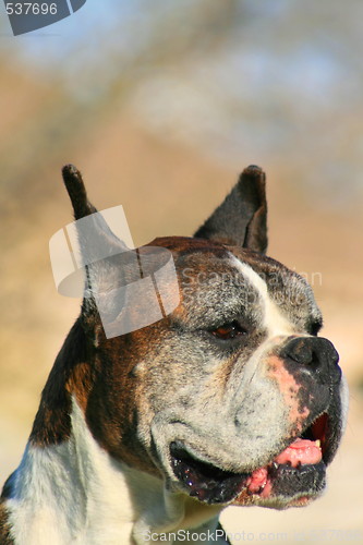 Image of Boxer Dog