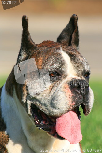 Image of Boxer Dog