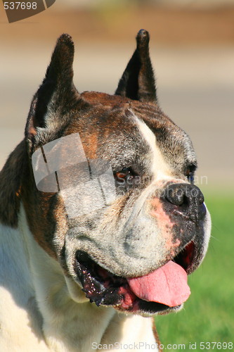 Image of Boxer Dog