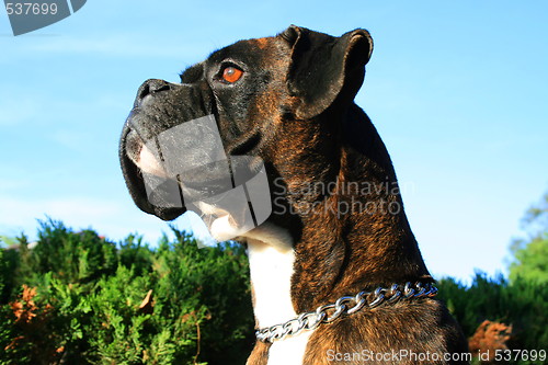 Image of Boxer Dog