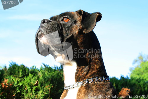 Image of Boxer Dog