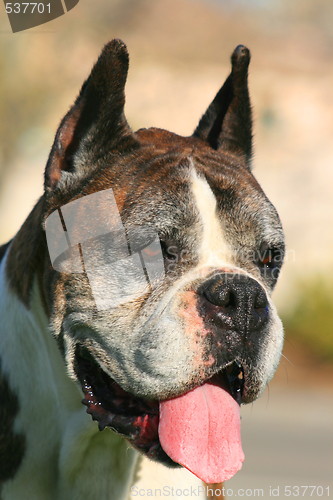 Image of Boxer Dog