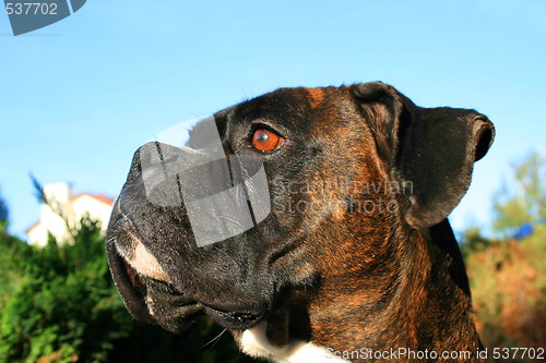 Image of Boxer Dog