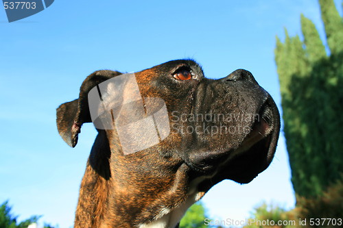 Image of Boxer Dog