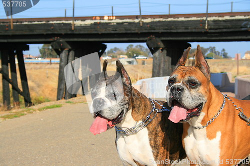 Image of Two Boxer Dogs