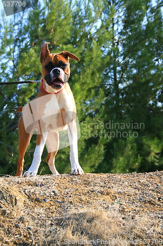 Image of Boxer Dog