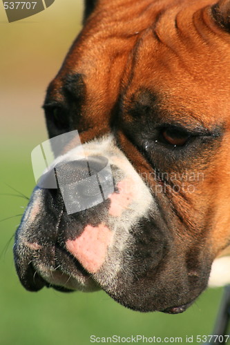 Image of Boxer Dog