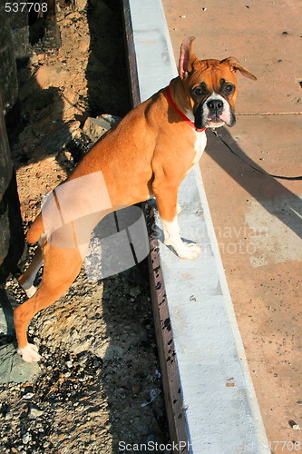 Image of Boxer Dog