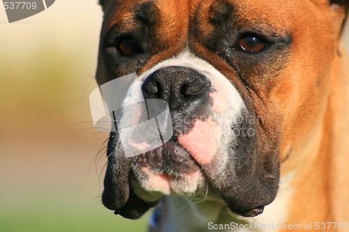 Image of Boxer Dog