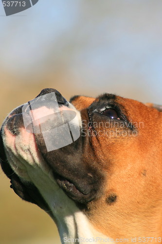 Image of Boxer Dog