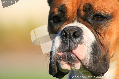 Image of Boxer Dog