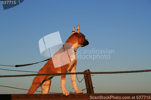 Image of Boxer Dog