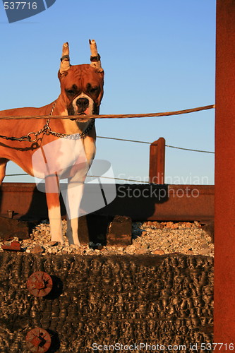 Image of Boxer Dog