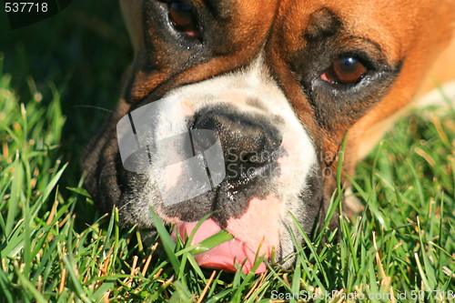 Image of Boxer Dog