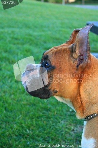 Image of Boxer Dog