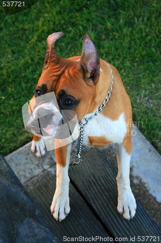 Image of Boxer Dog