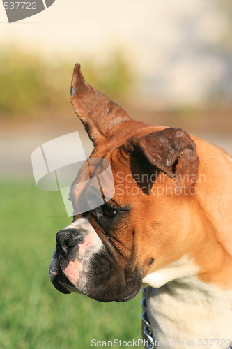 Image of Boxer Dog