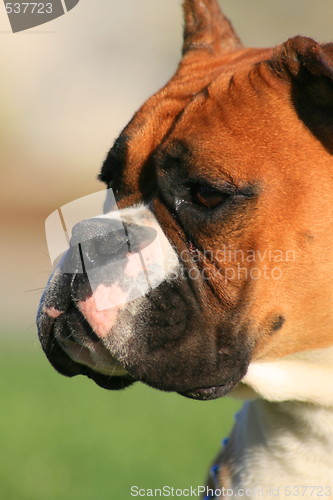 Image of Boxer Dog