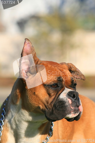 Image of Boxer Dog