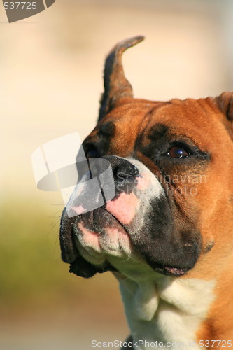 Image of Boxer Dog