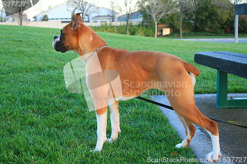 Image of Boxer Dog