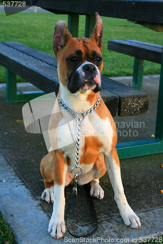 Image of Boxer Dog