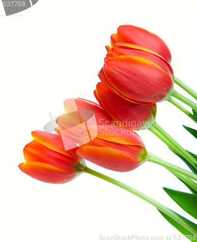 Image of Orange Tulips