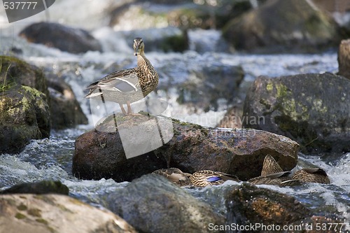 Image of Wild Ducks