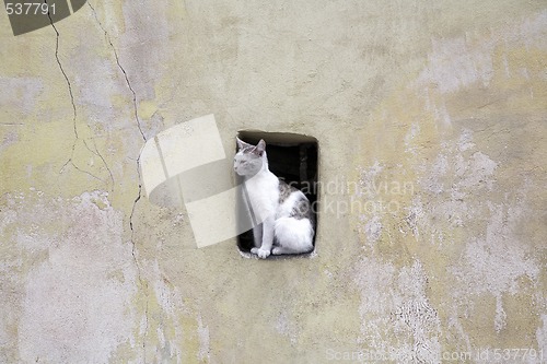 Image of City Cat