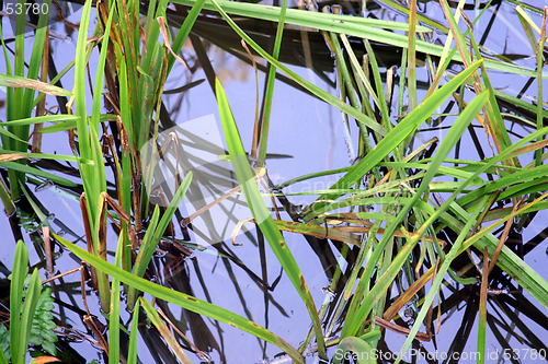 Image of Green Grass in the Water