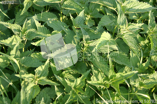 Image of Green Plants Texture