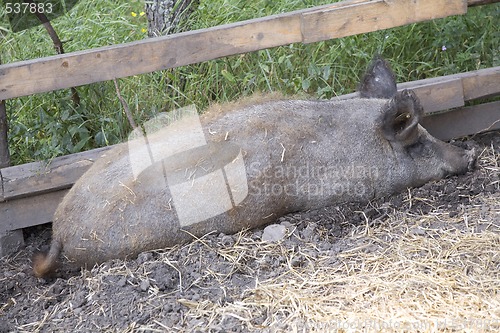 Image of Mangalitza Pig