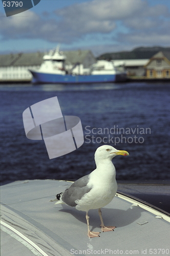 Image of Seagull