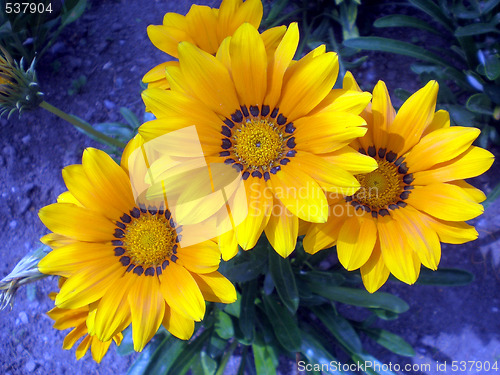 Image of Summer flowers