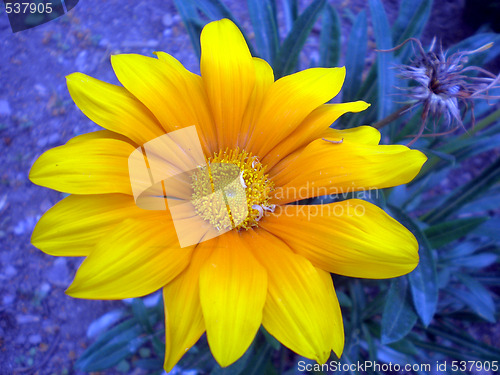 Image of Summer flower