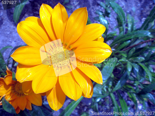 Image of Summer flower