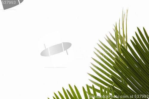 Image of palm leaves