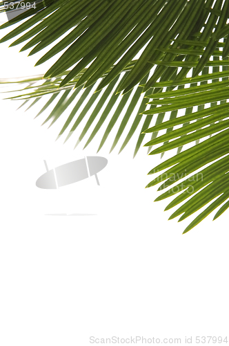 Image of palm leaves