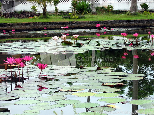 Image of Water lilies and reflections