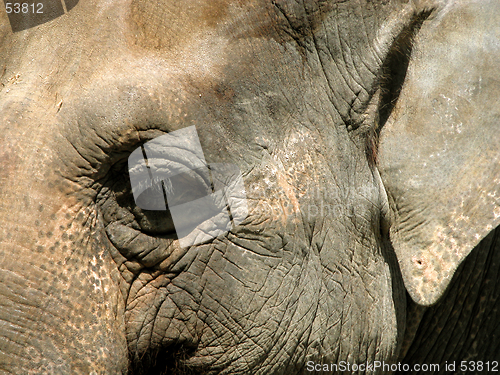 Image of Elephant Eye