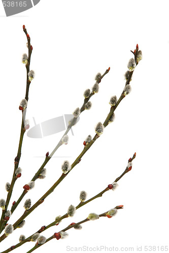 Image of Catkins