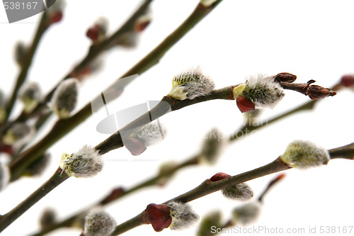 Image of Catkins
