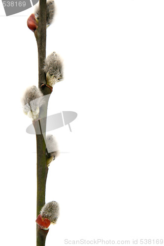 Image of Catkins