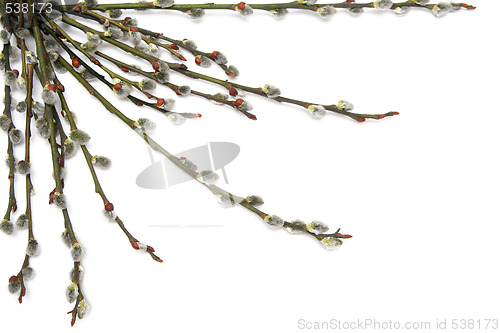 Image of Catkins