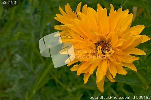 Image of yellow flower